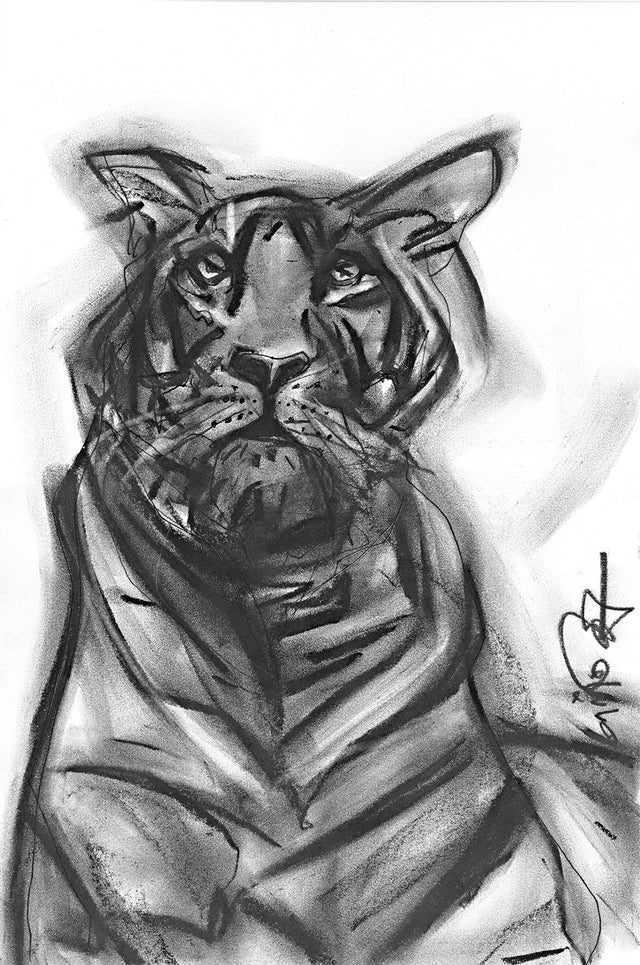 Tiger III|S. Mark Rathinaraj- Charcoal on Board, , 15.5 x 10 inches